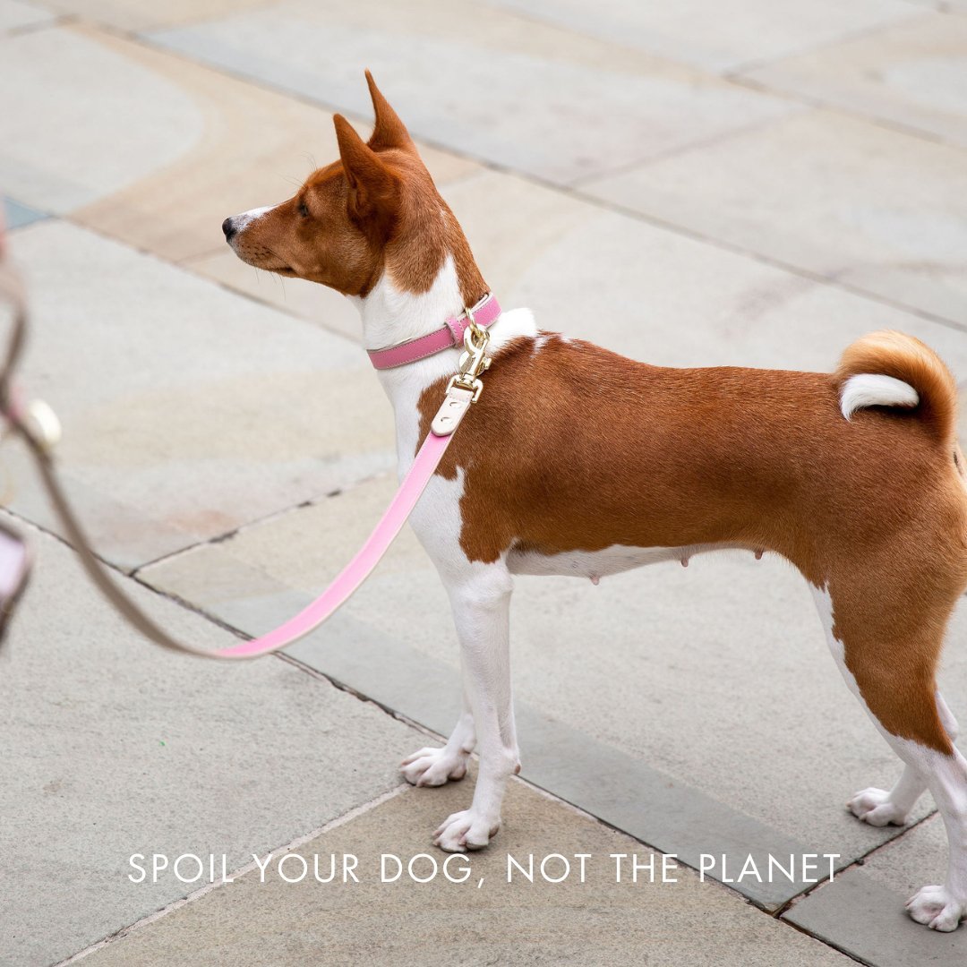 Dog Collar - Vegan Leather - Rio – Dog Collars by Nina Woof