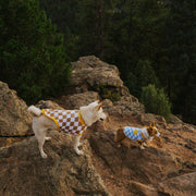 Dog Cotton Smiley Dog Tee – Shirts & Onesies by Sunbean