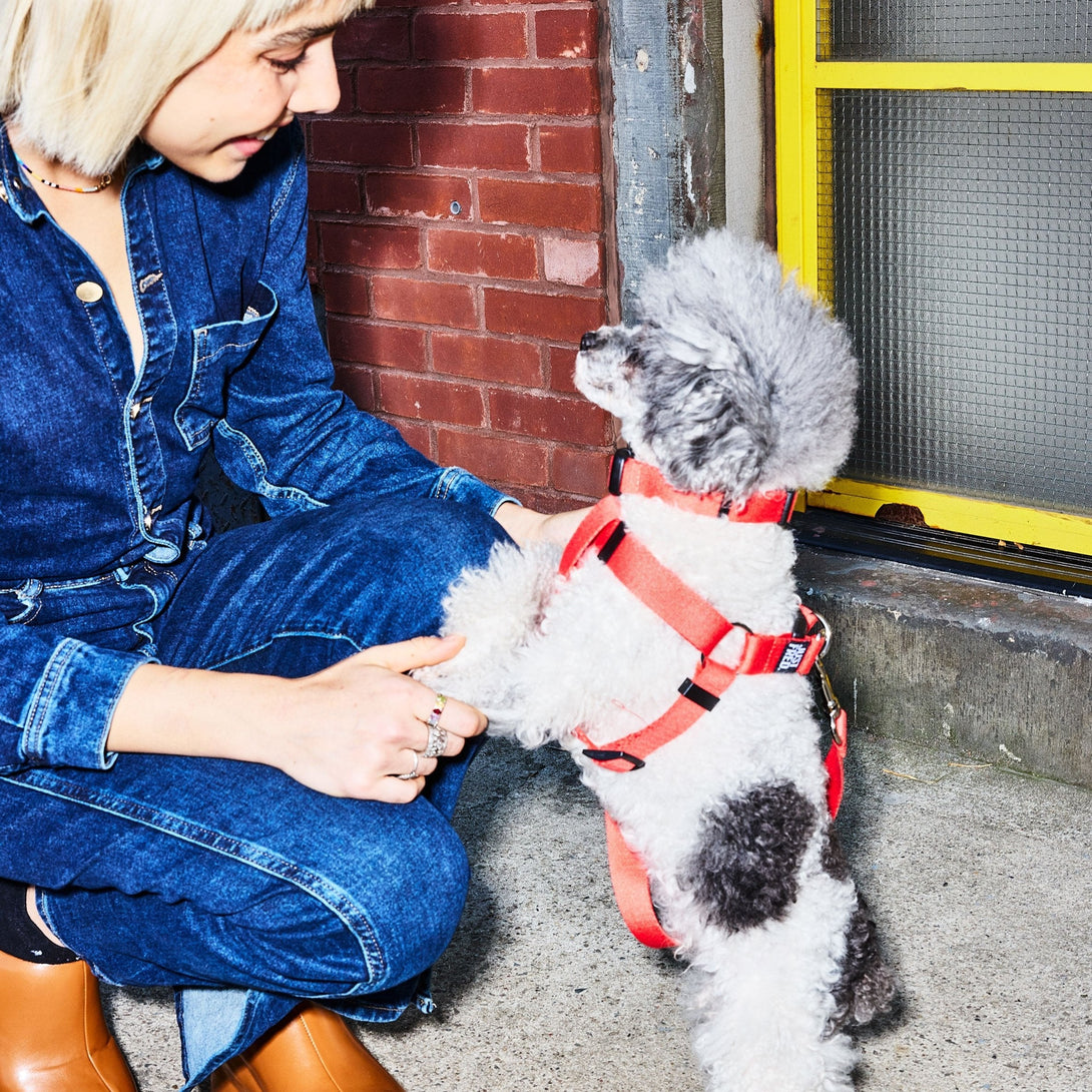 Dog Harness Kit. – Bundles by JUST FRED.