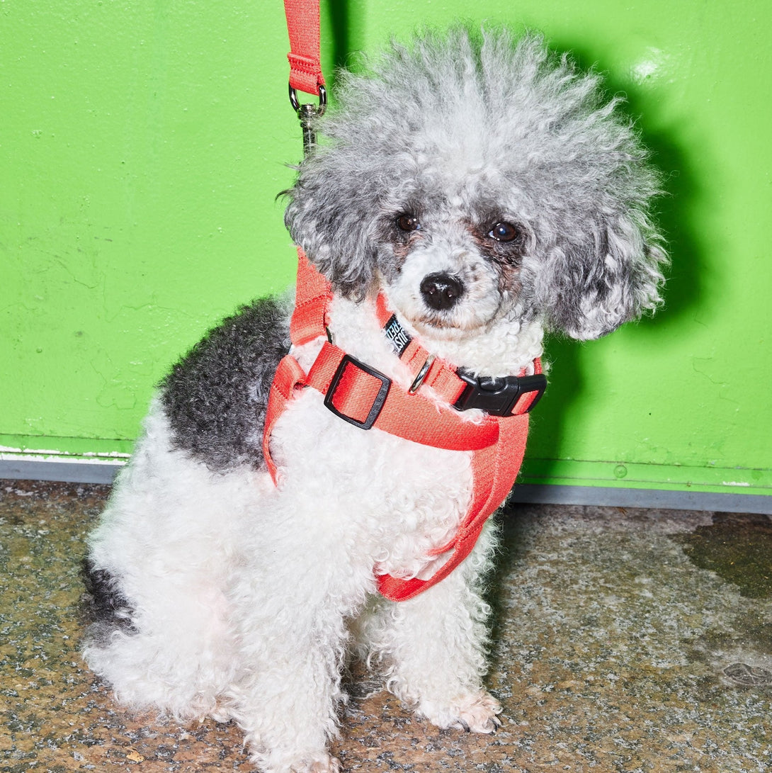 Dog Harness Kit. – Bundles by JUST FRED.