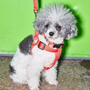 Dog Harness Kit. – Bundles by JUST FRED.