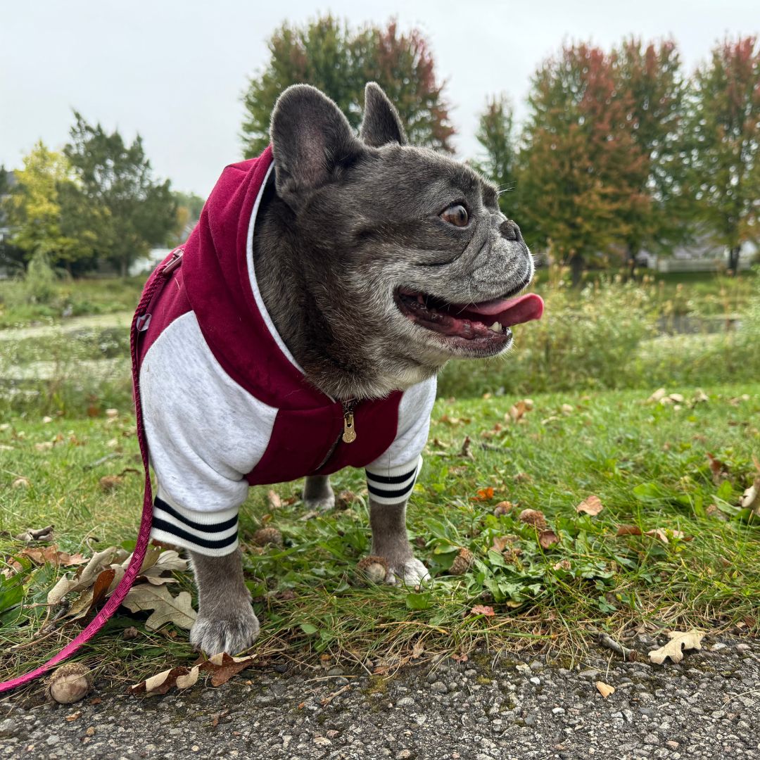Dog Hoodie - Ruby Varsity – Sweaters & Hoodies by Frenchie Bulldog