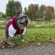 Dog Hoodie - Ruby Varsity – Sweaters & Hoodies by Frenchie Bulldog