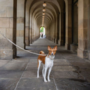 Dog Leash 4ft - Vegan Leather - Cupertino – Dog Leashes by Nina Woof