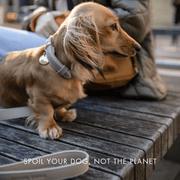 Dog Leash 4ft - Vegan Leather - London – Dog Leashes by Nina Woof