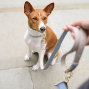 Dog Leash 4ft - Vegan Leather – Dog Leashes by Nina Woof