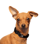 Dog Snap Collar. – Dog Collars by JUST FRED.