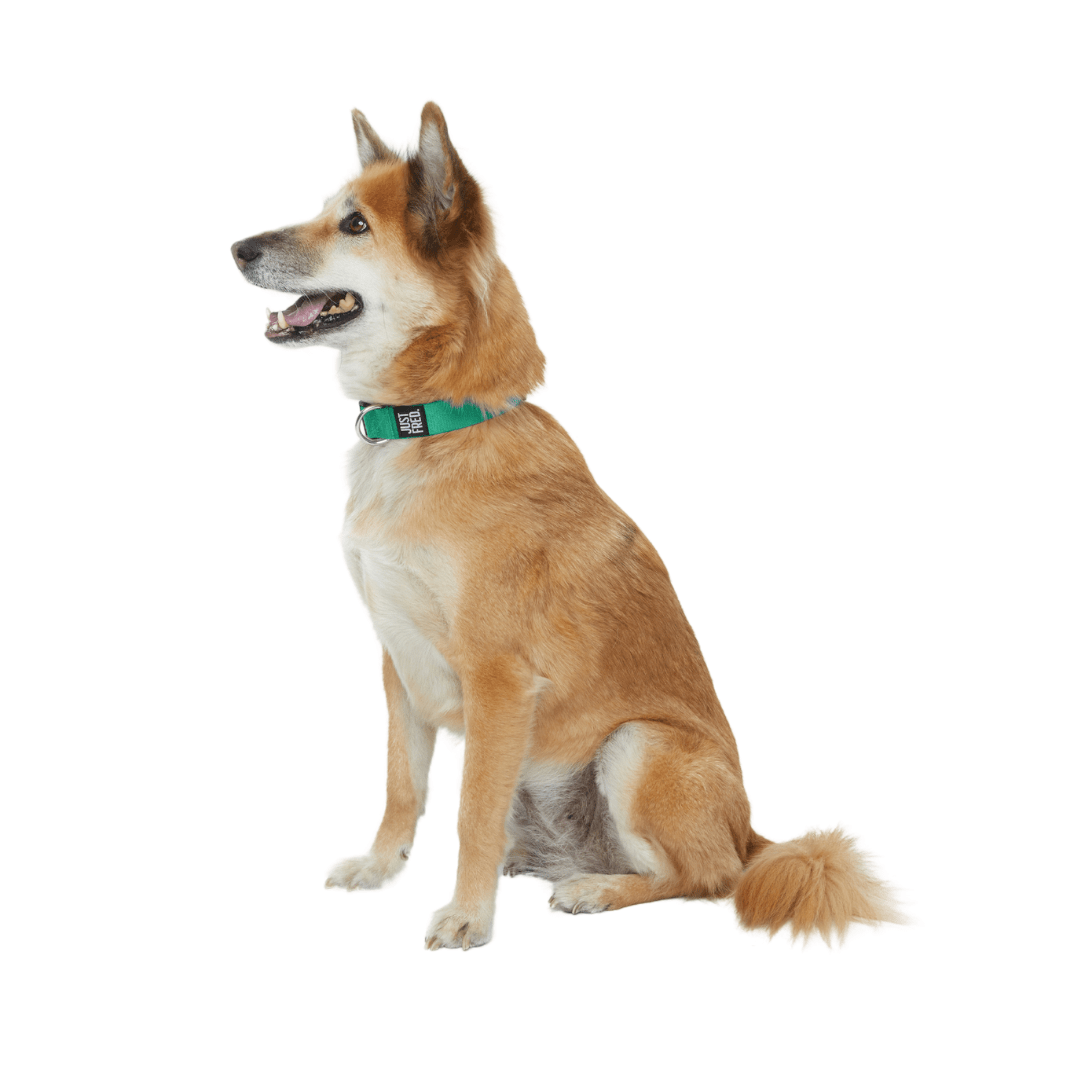 Dog Snap Collar. – Dog Collars by JUST FRED.