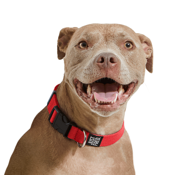 Dog Snap Collar. – Dog Collars by JUST FRED.