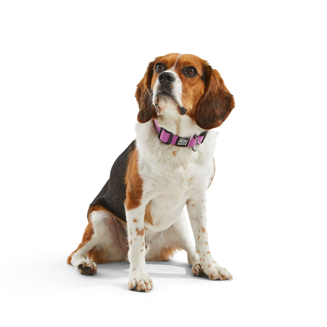 Dog Snap Collar. – Dog Collars by JUST FRED.