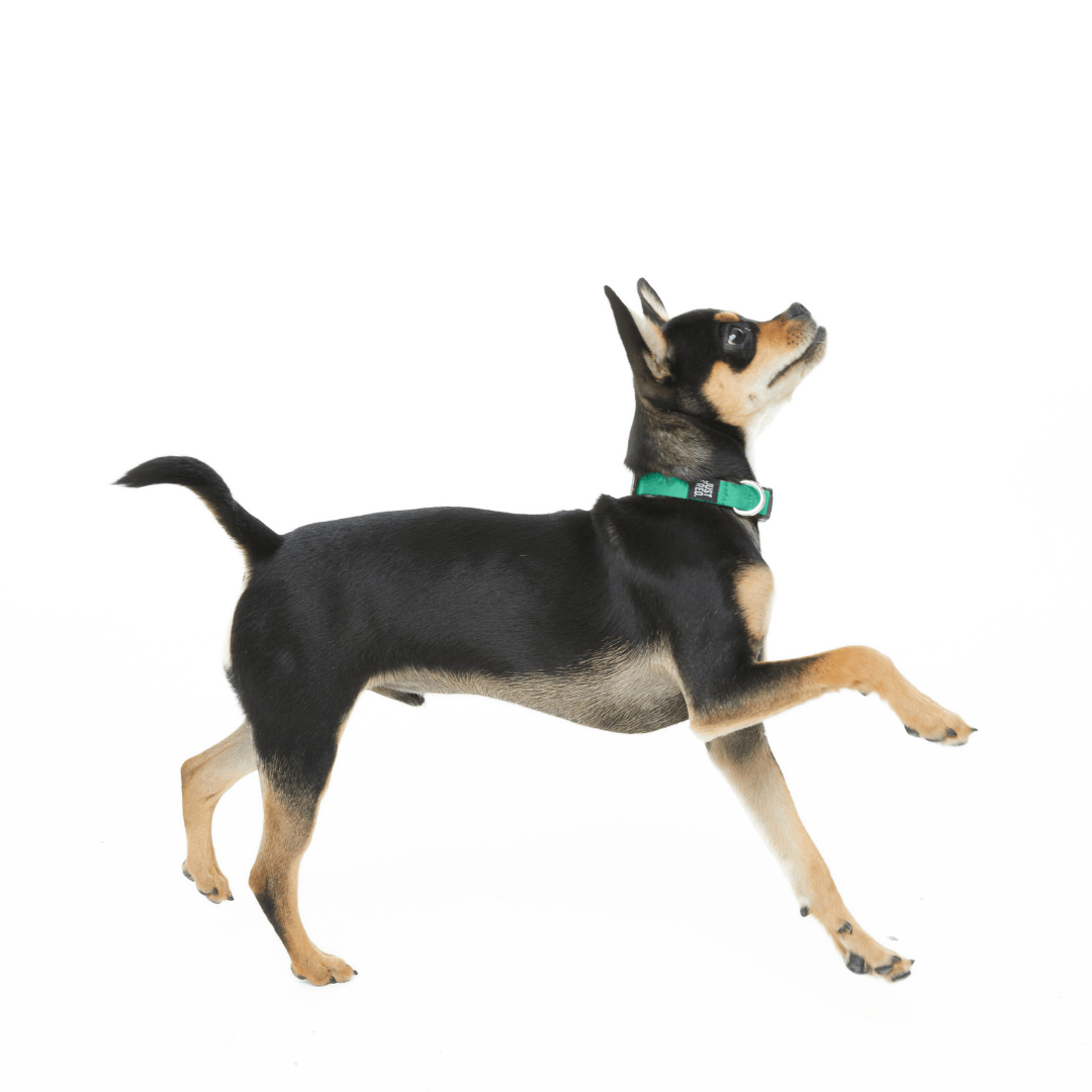 Dog Snap Collar. – Dog Collars by JUST FRED.