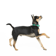 Dog Snap Collar. – Dog Collars by JUST FRED.