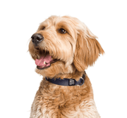 Dog Snap Collar. – Dog Collars by JUST FRED.