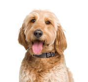 Dog Snap Collar. – Dog Collars by JUST FRED.