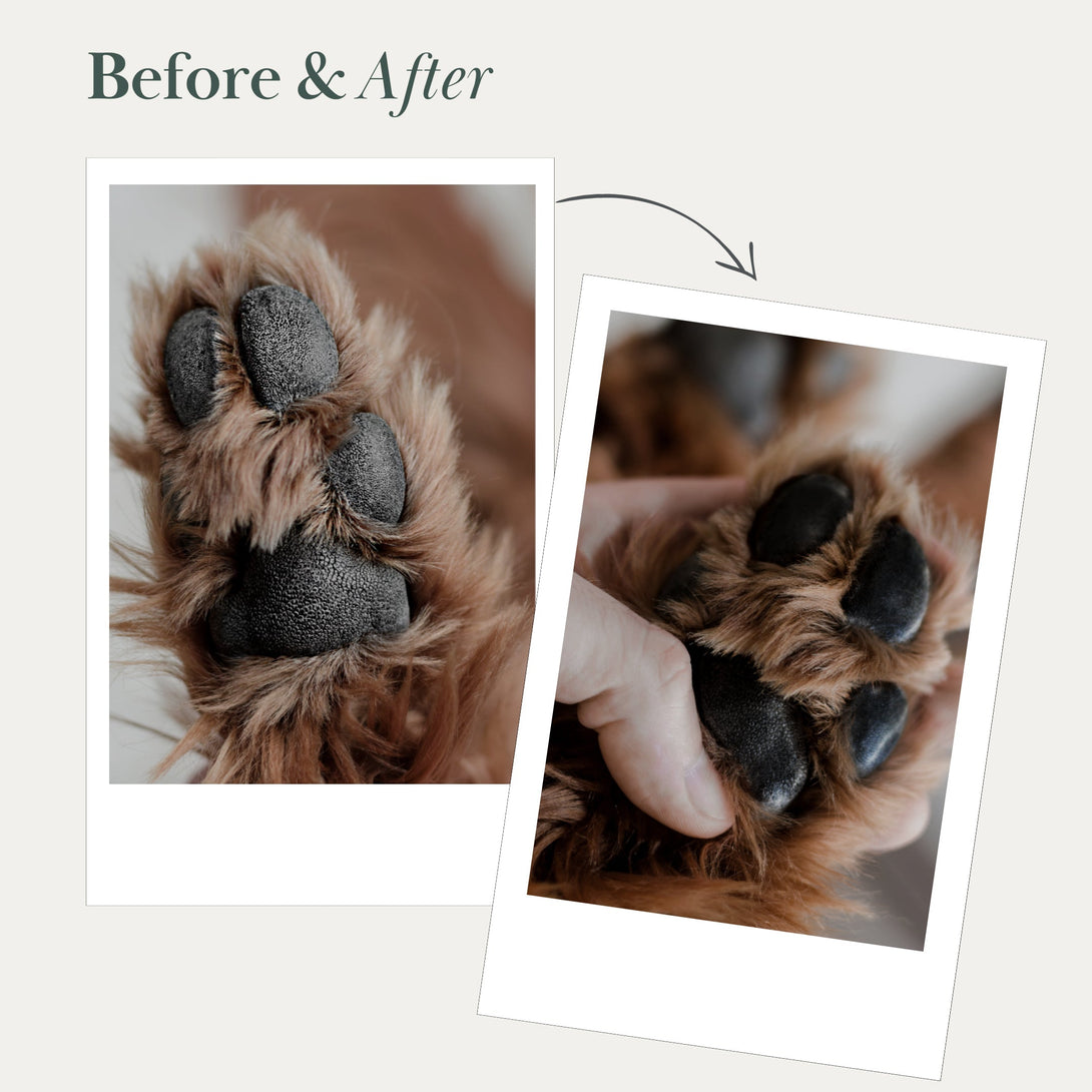 Dog Vegan Nose and Paw Balm – Dog Skincare & Paw Care by Nina Woof