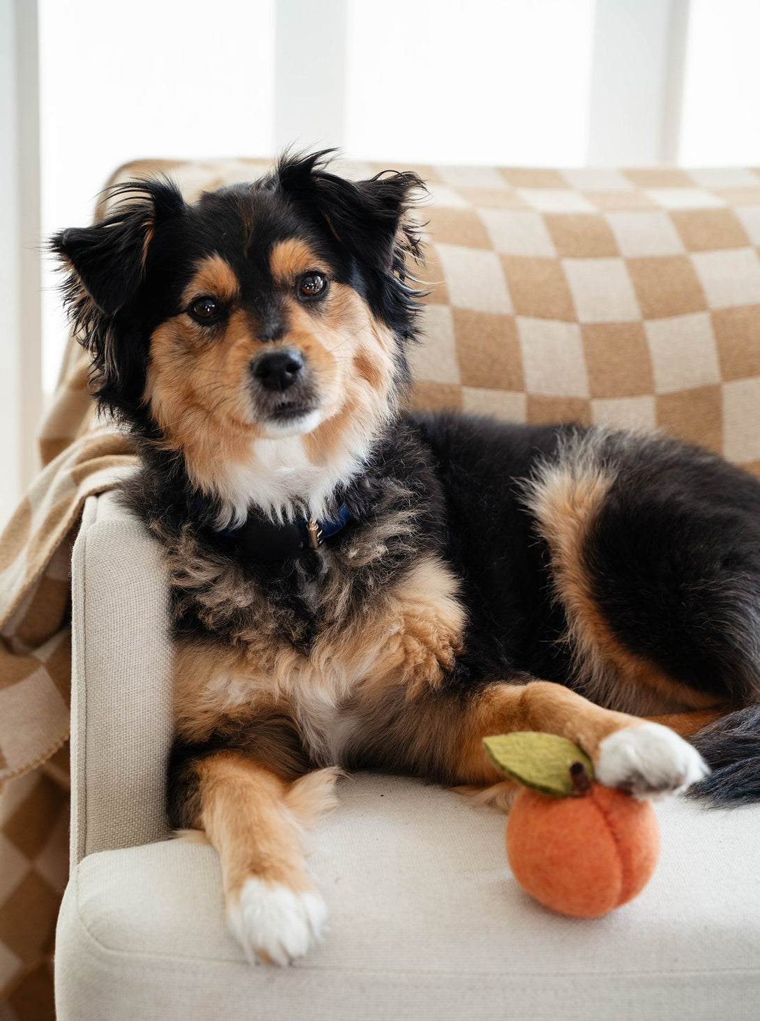 Doggy Peach Wool Dog Toy – Dog Toys by MODERNBEAST