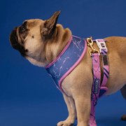 Duo Reversible Dog Harness - Pink Marble – Dog Harnesses by Frenchie Bulldog