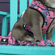 Duo Reversible Dog Harness - Tropical Palms – Dog Harnesses by Frenchie Bulldog
