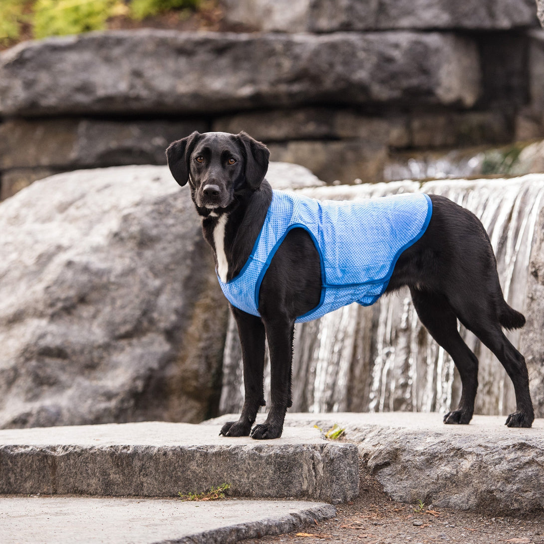 Elasto - Fit Ice Dog Cooling Vest - Blue – Jackets & Coats by GF Pet.us