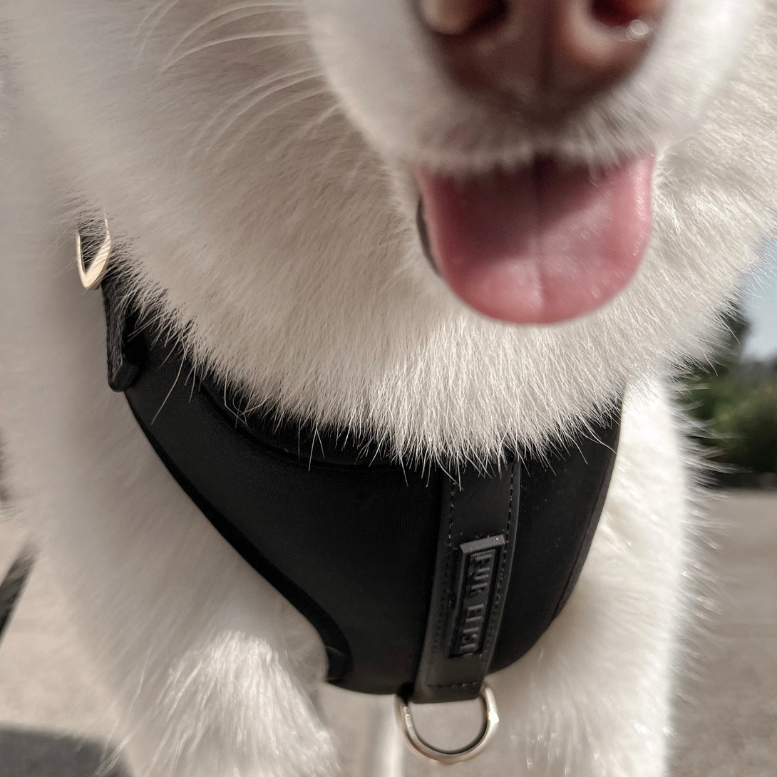Elise Waterproof Dog Harness - Noir – Dog Harnesses by Fur Elise Pets