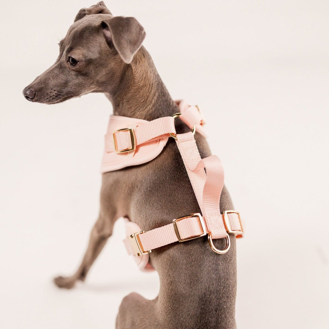 Elise Waterproof Dog Harness - Rose – Dog Harnesses by Fur Elise Pets