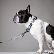 Ever So Wild Dog Collar – Dog Collars by EverWoof