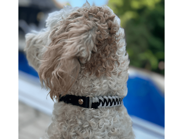 Fishtail Hand Braided Dog Collar in Black & Smoke – Dog Collars by Pawsh Pup Co.