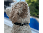 Fishtail Hand Braided Dog Collar in Black & Smoke – Dog Collars by Pawsh Pup Co.