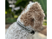 Fishtail Hand Braided Dog Collar in Black & Smoke – Dog Collars by Pawsh Pup Co.
