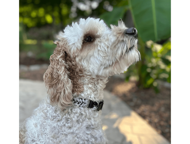 Fishtail Hand Braided Dog Collar in Black & Smoke – Dog Collars by Pawsh Pup Co.