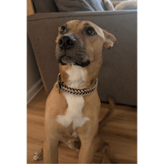 Fishtail Hand Braided Dog Collar in Burgundy & Cream – Dog Collars by Pawsh Pup Co.