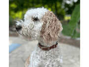Fishtail Hand Braided Dog Collar in Burgundy & Cream – Dog Collars by Pawsh Pup Co.