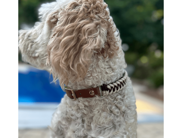 Fishtail Hand Braided Dog Collar in Burgundy & Cream – Dog Collars by Pawsh Pup Co.