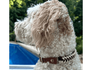 Fishtail Hand Braided Dog Collar in Burgundy & Cream – Dog Collars by Pawsh Pup Co.