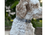 Fishtail Hand Braided Dog Collar in Graphite & Smoke – Dog Collars by Pawsh Pup Co.