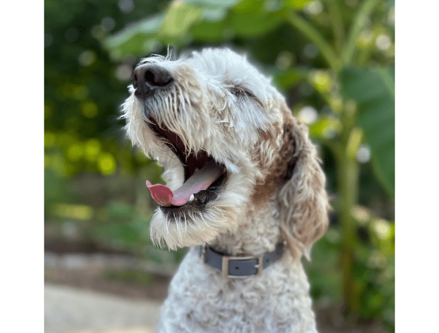 Fishtail Hand Braided Dog Collar in Graphite & Smoke – Dog Collars by Pawsh Pup Co.