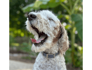 Fishtail Hand Braided Dog Collar in Graphite & Smoke – Dog Collars by Pawsh Pup Co.
