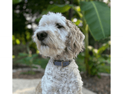 Fishtail Hand Braided Dog Collar in Graphite & Smoke – Dog Collars by Pawsh Pup Co.