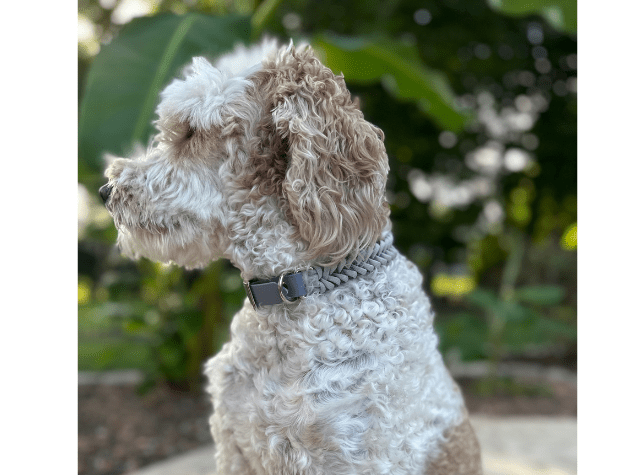 Fishtail Hand Braided Dog Collar in Graphite & Smoke – Dog Collars by Pawsh Pup Co.