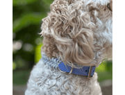 Fishtail Hand Braided Dog Collar in Lavender & Smoke – Dog Collars by Pawsh Pup Co.