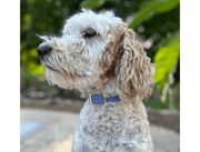 Fishtail Hand Braided Dog Collar in Lavender & Smoke – Dog Collars by Pawsh Pup Co.