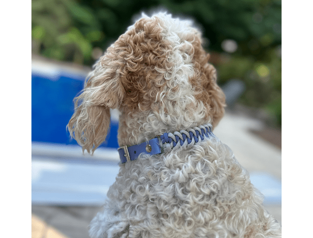 Fishtail Hand Braided Dog Collar in Lavender & Smoke – Dog Collars by Pawsh Pup Co.