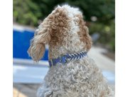 Fishtail Hand Braided Dog Collar in Lavender & Smoke – Dog Collars by Pawsh Pup Co.