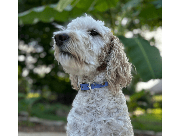 Fishtail Hand Braided Dog Collar in Lavender & Smoke – Dog Collars by Pawsh Pup Co.