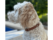 Fishtail Hand Braided Dog Collar in Tan & Cream – Dog Collars by Pawsh Pup Co.