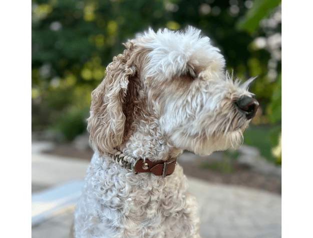 Fishtail Hand Braided Dog Collar in Tan & Cream – Dog Collars by Pawsh Pup Co.