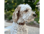 Fishtail Hand Braided Dog Collar in Tan & Cream – Dog Collars by Pawsh Pup Co.