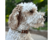 Fishtail Hand Braided Dog Collar in Tan & Cream – Dog Collars by Pawsh Pup Co.