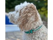 Fishtail Hand Braided Dog Collar in Teal & Cream – Dog Collars by Pawsh Pup Co.