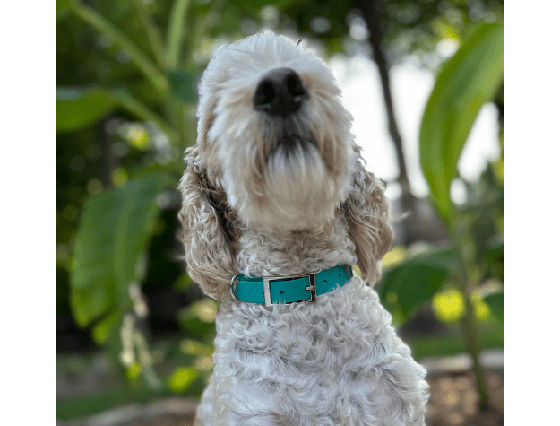Fishtail Hand Braided Dog Collar in Teal & Cream – Dog Collars by Pawsh Pup Co.
